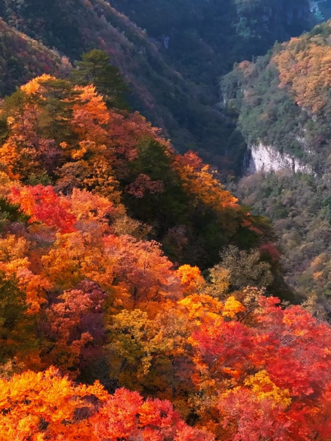 四川最美红叶 盐井河景区 秋天 旺苍红叶