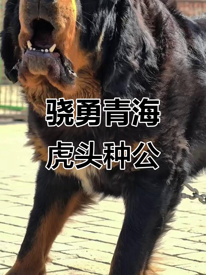 青海虎头藏獒勇猛无比,吼声震撼山河