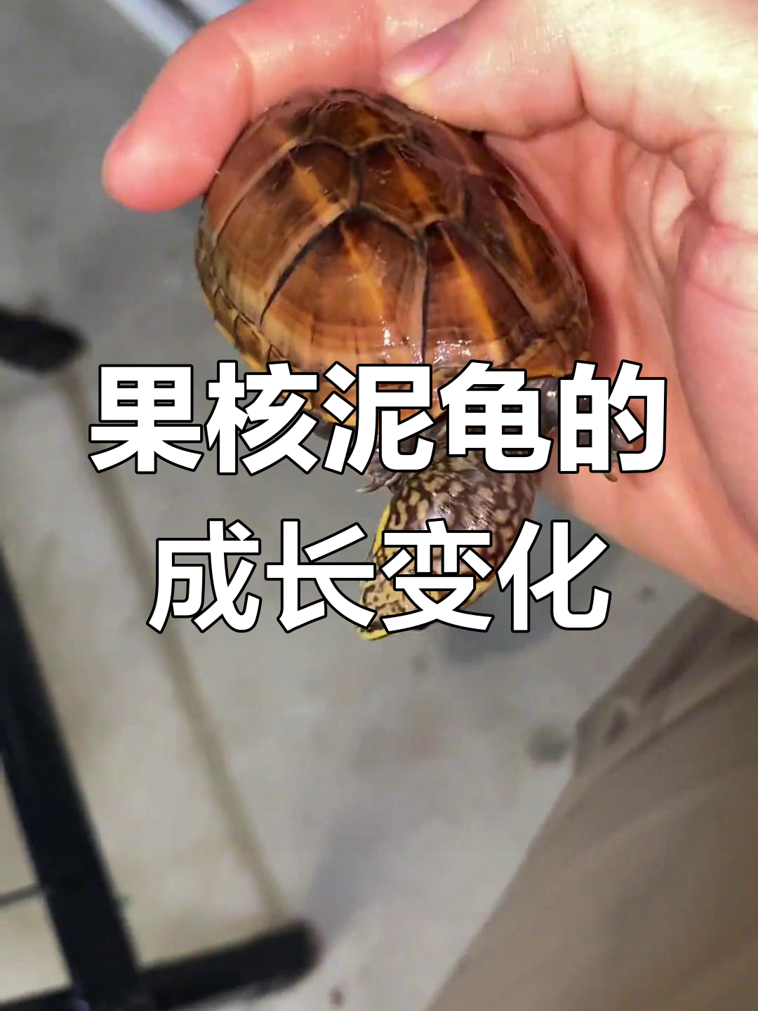 果核泥龟成长记录:从小到大,变化惊人
