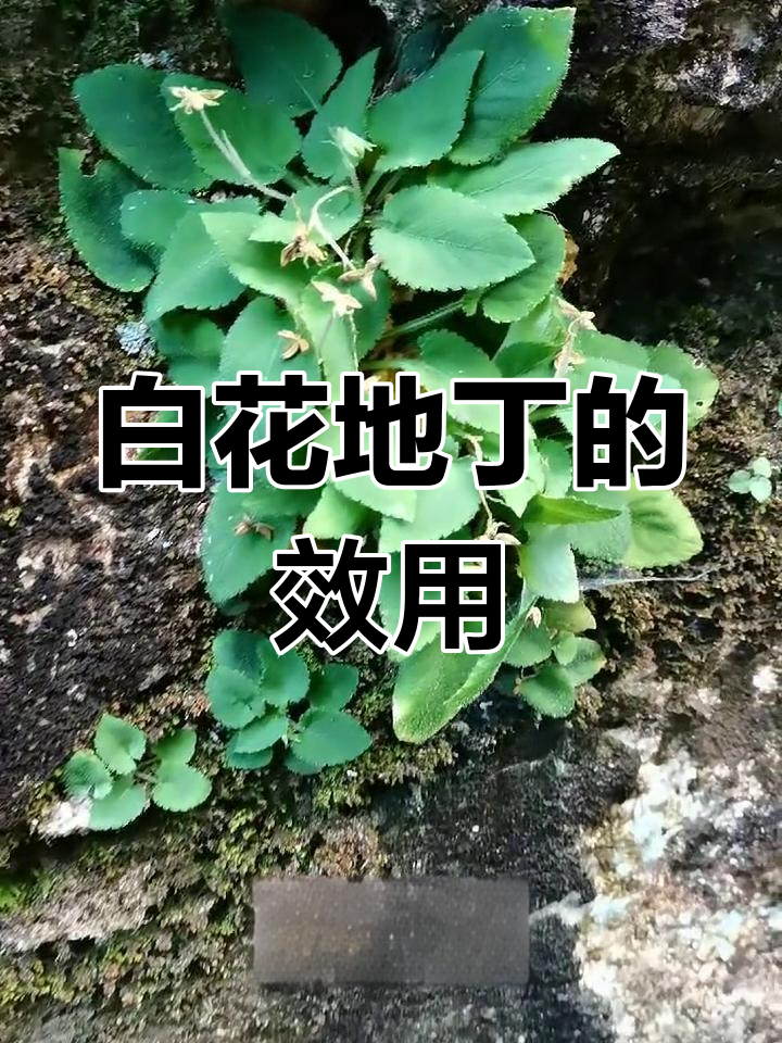 白花地丁花语图片