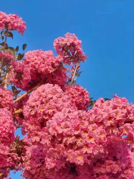 一朵朵粉嫩的花儿,如小巧的风铃挂满枝头,在微风里轻轻晃动,似要唤醒