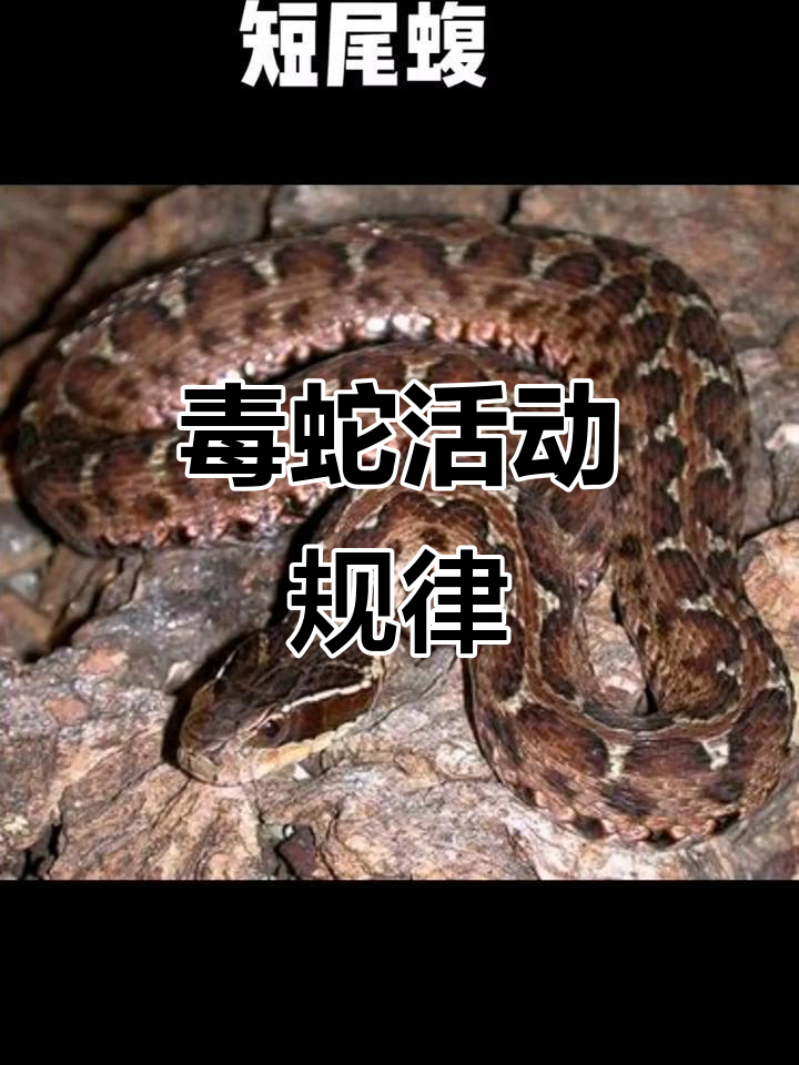 短尾蝮蛇分布广泛,晨昏活跃,咬人时凶猛