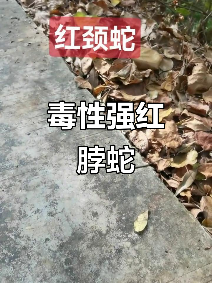 红脖颈槽蛇,毒性较强,常见于野外