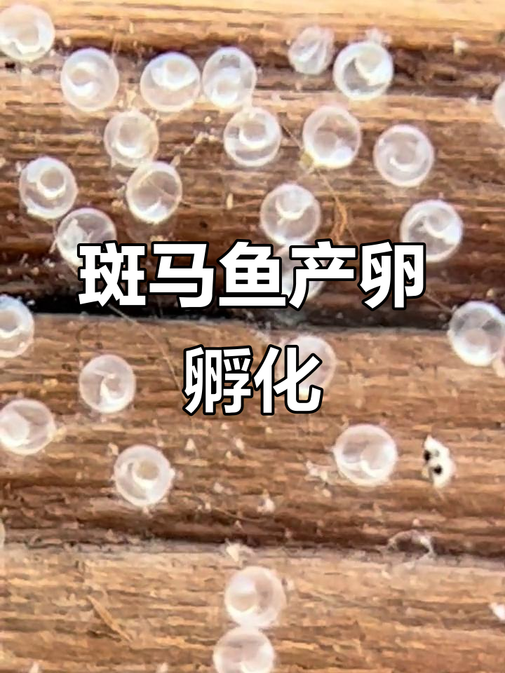 蝶翼斑马鱼卵孵化,尾巴初现惊艳瞬间