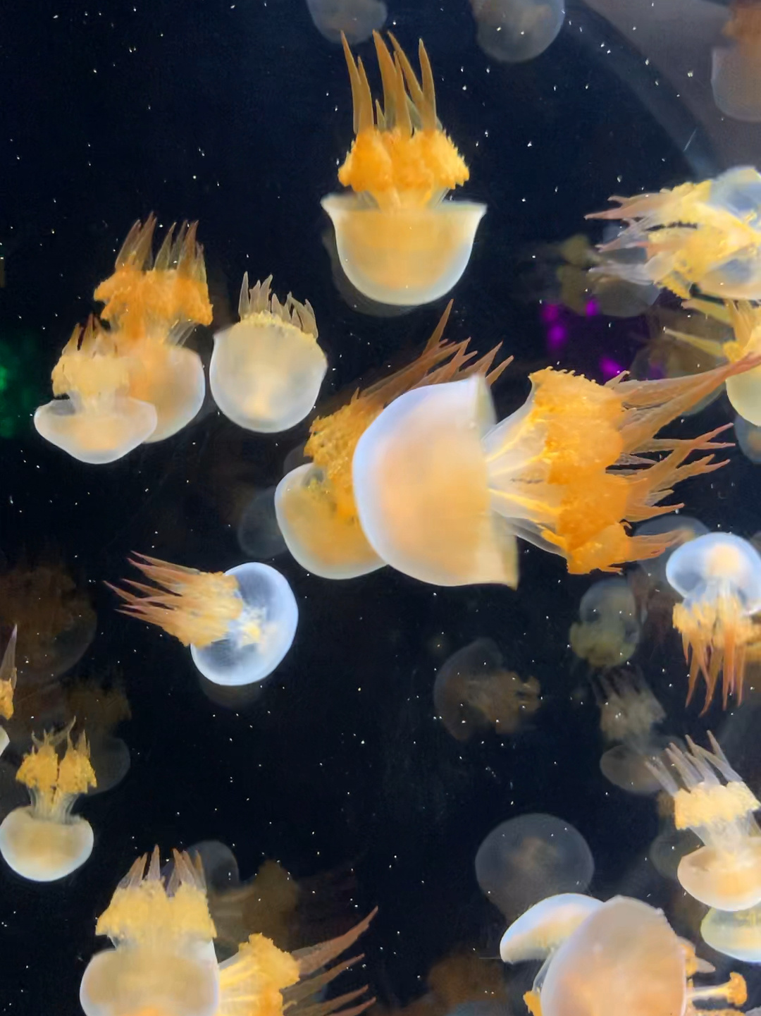 水母-海蜇(火箭水母,赤月水母)-度小视