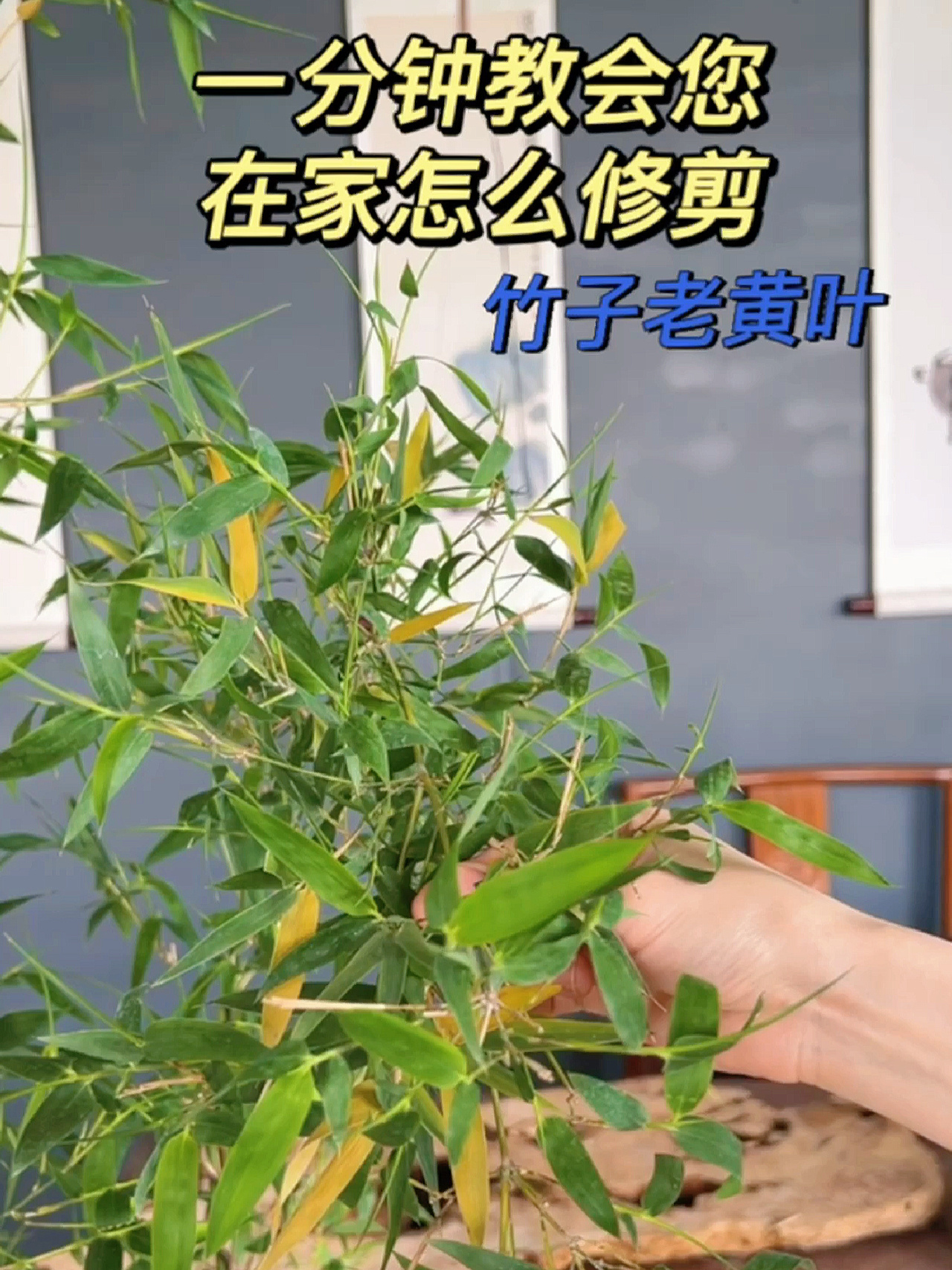 一分钟教会您在家如何修剪竹子老黄叶