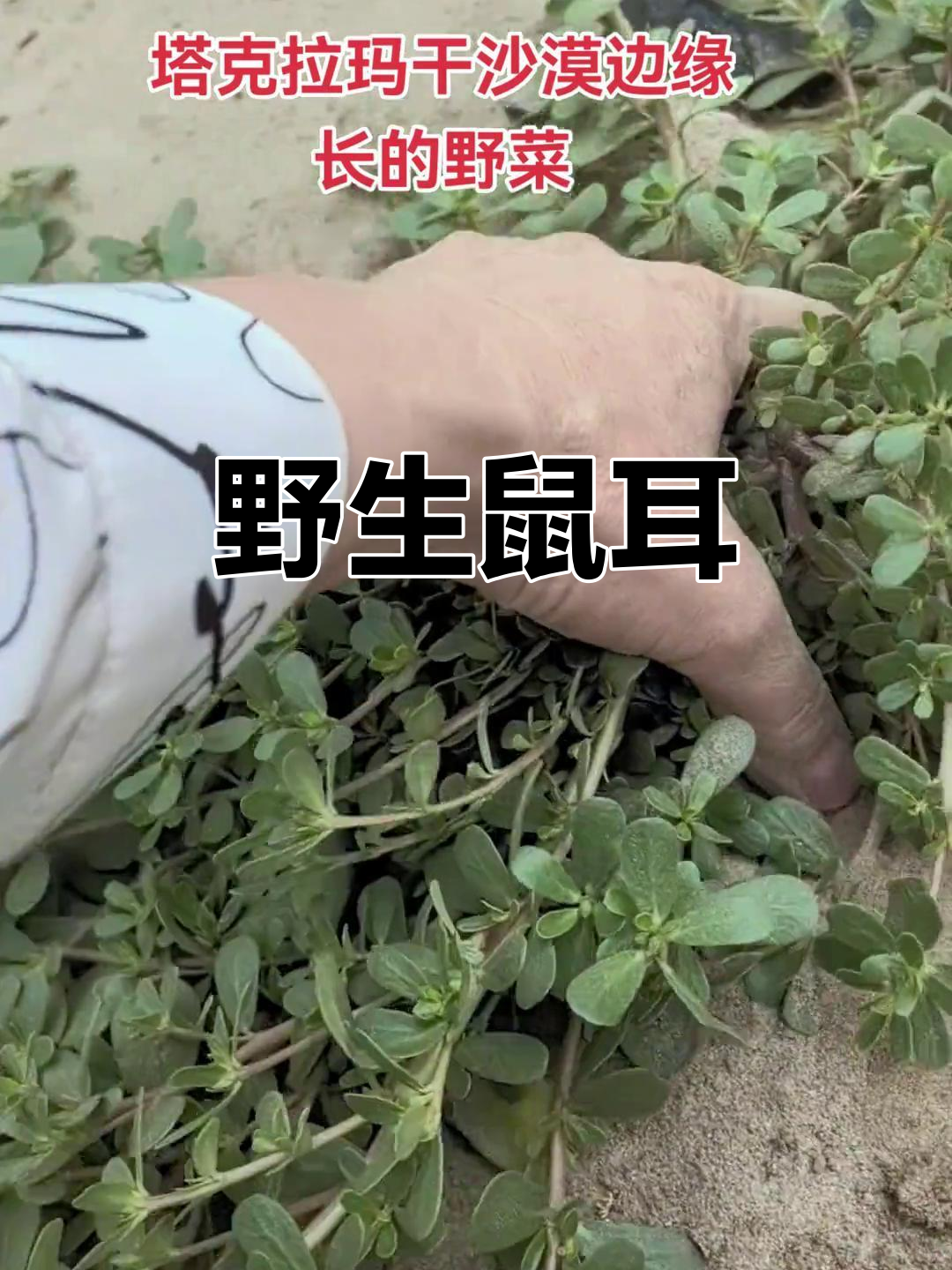 这种野菜,客家人叫它"老鼠耳",生命力旺盛,怎么也拔不完!