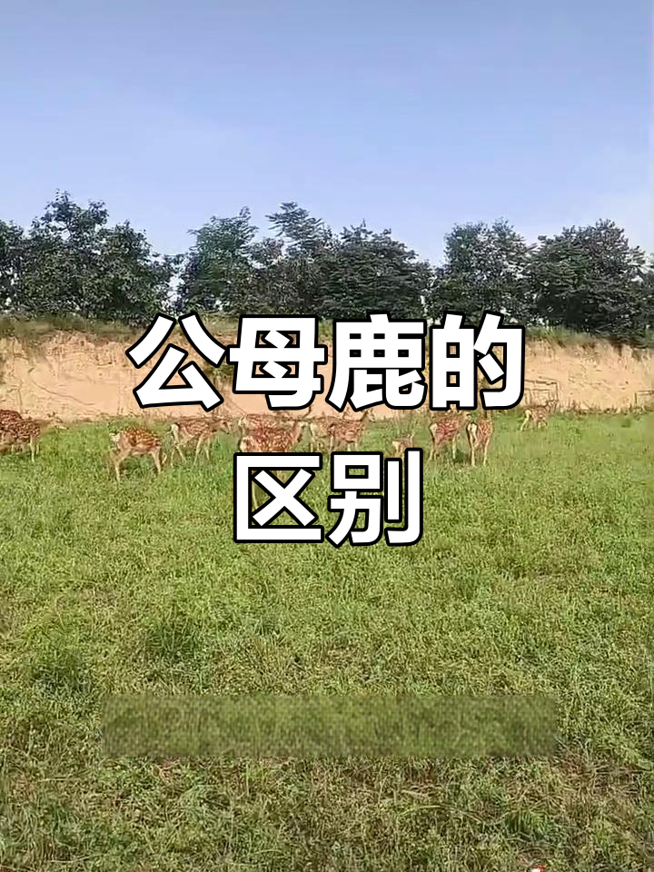 梅花鹿的繁殖与角部差异