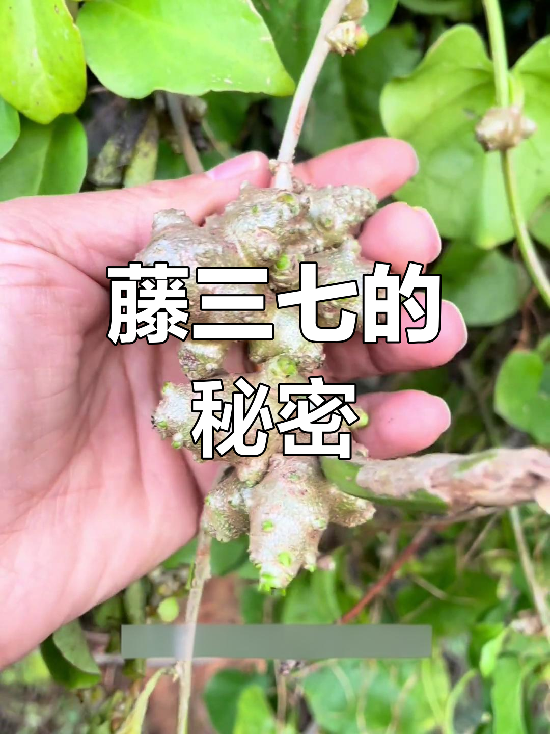 藤三七与普通三七外形相似,用途广泛,你了解吗?