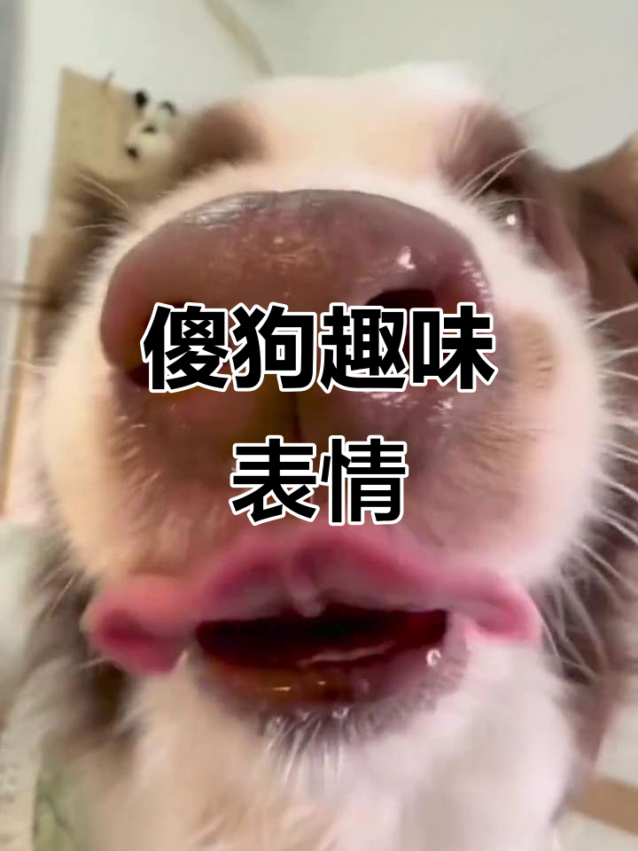 傻狗搞笑表情包,捕捉动物的表情大赏