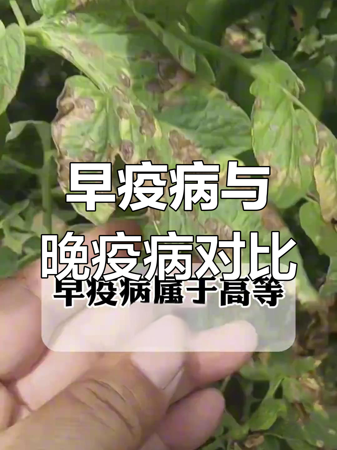 番茄晚疫病防治方法图片