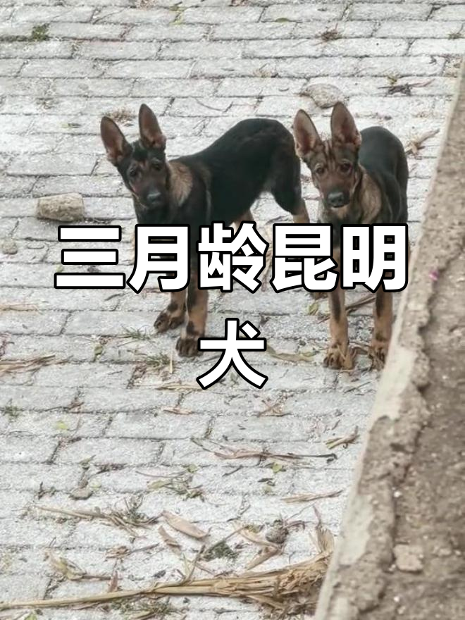 昆明犬三个月大,警戒意识初显