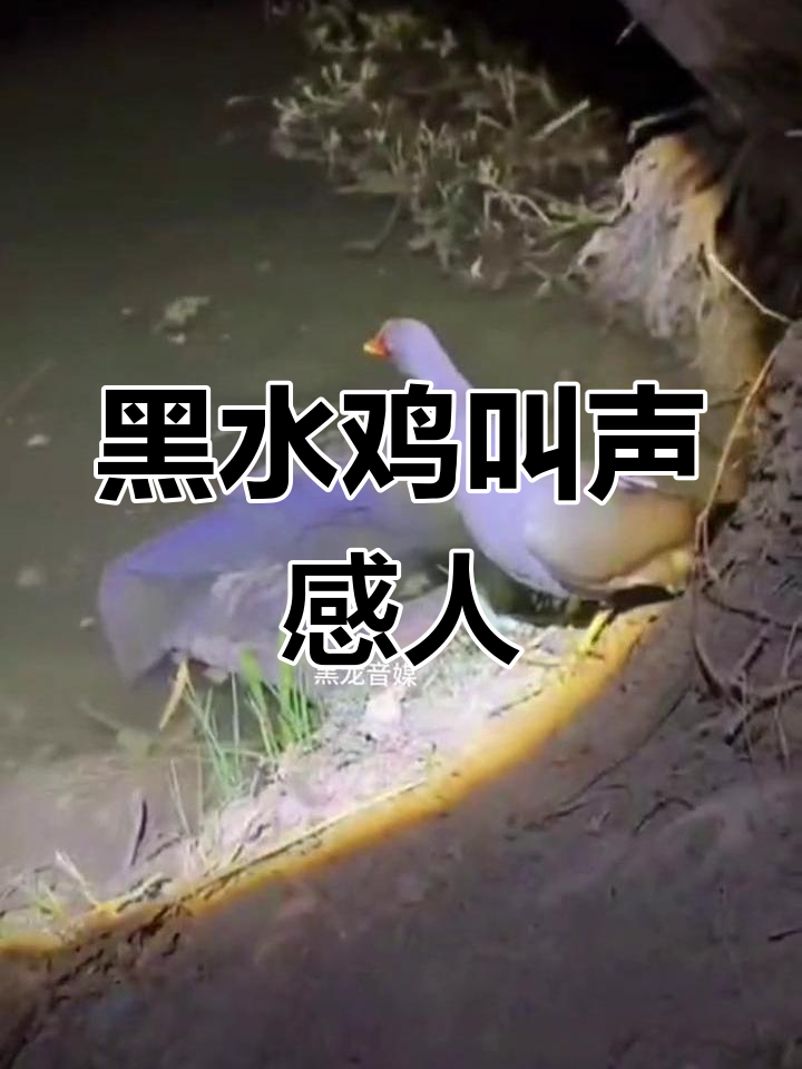 黑水鸡夜行求偶,叫声震撼户外拍摄
