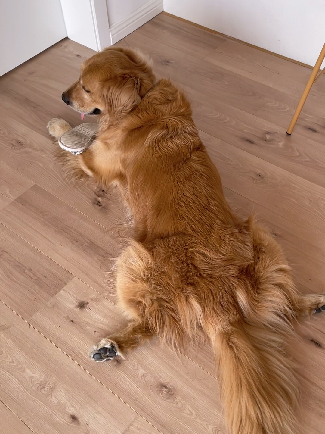 金毛为什么都喜欢板鸭趴