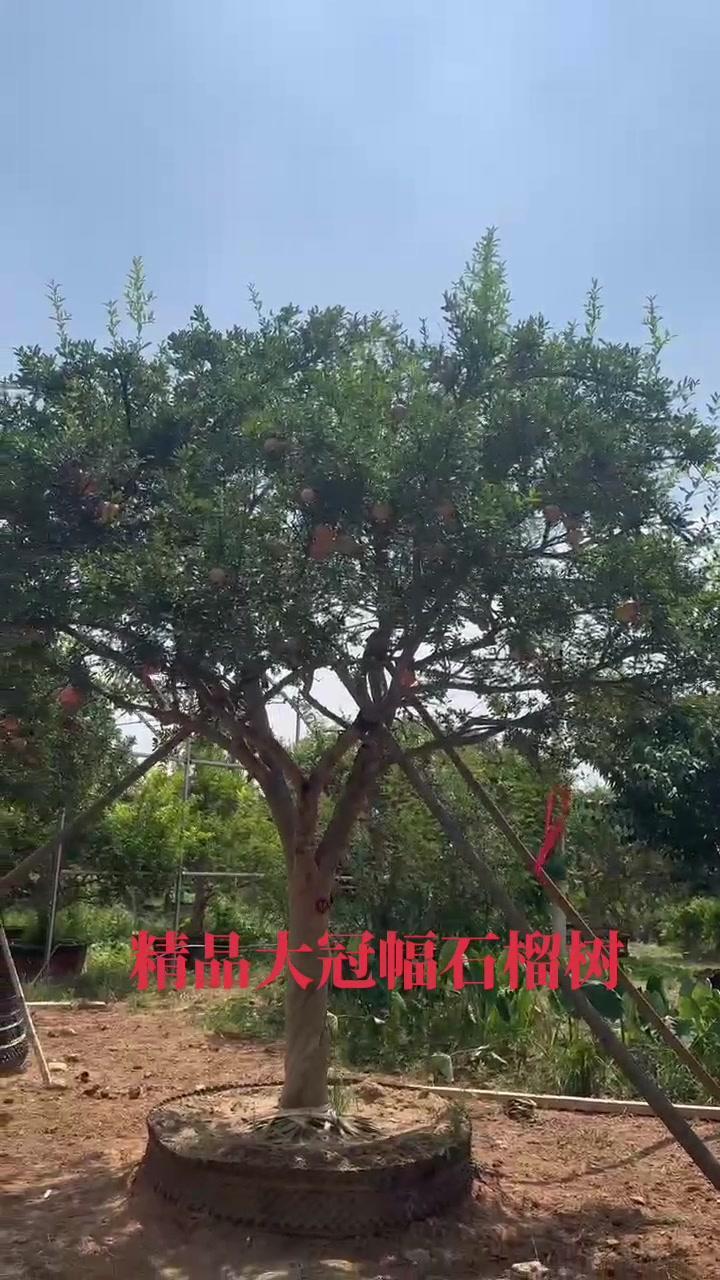 大红袍石榴景观树,树型漂亮冠幅园整 石榴树 庭院设计 园林景观 中式