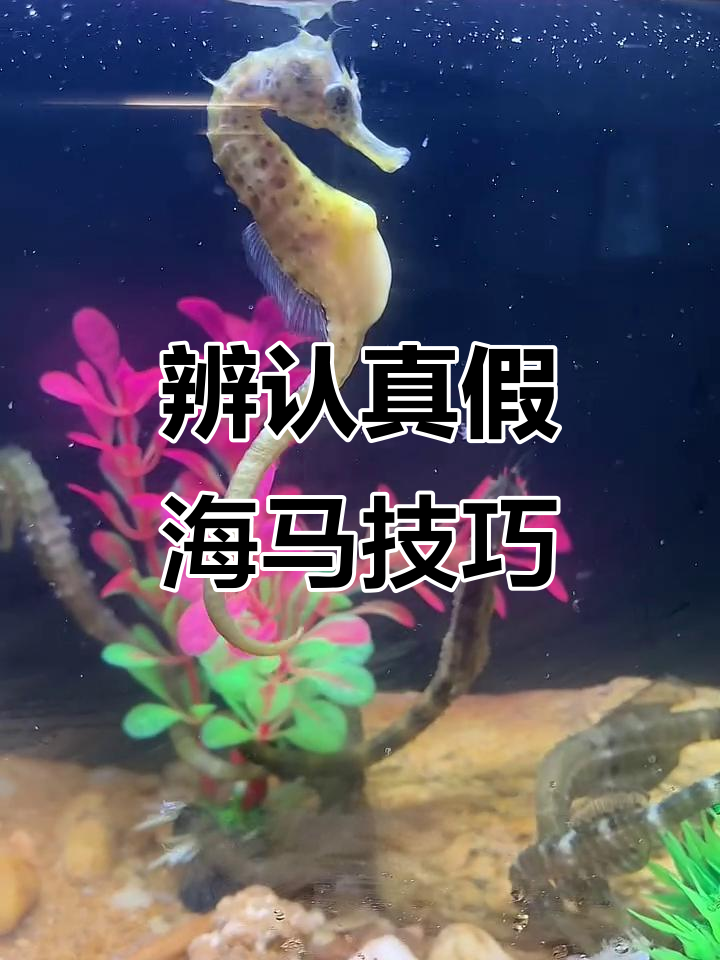 如何辨别真假海马?教你一招轻松分辨