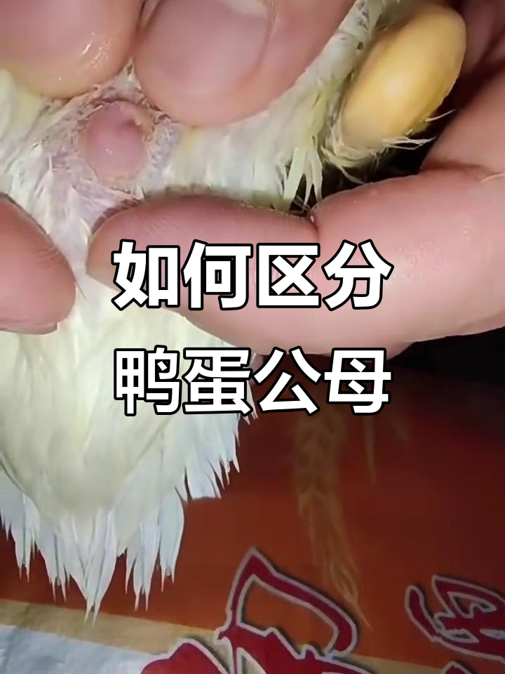 鸭鹅公母辨别技巧,秒懂如何分辨性别