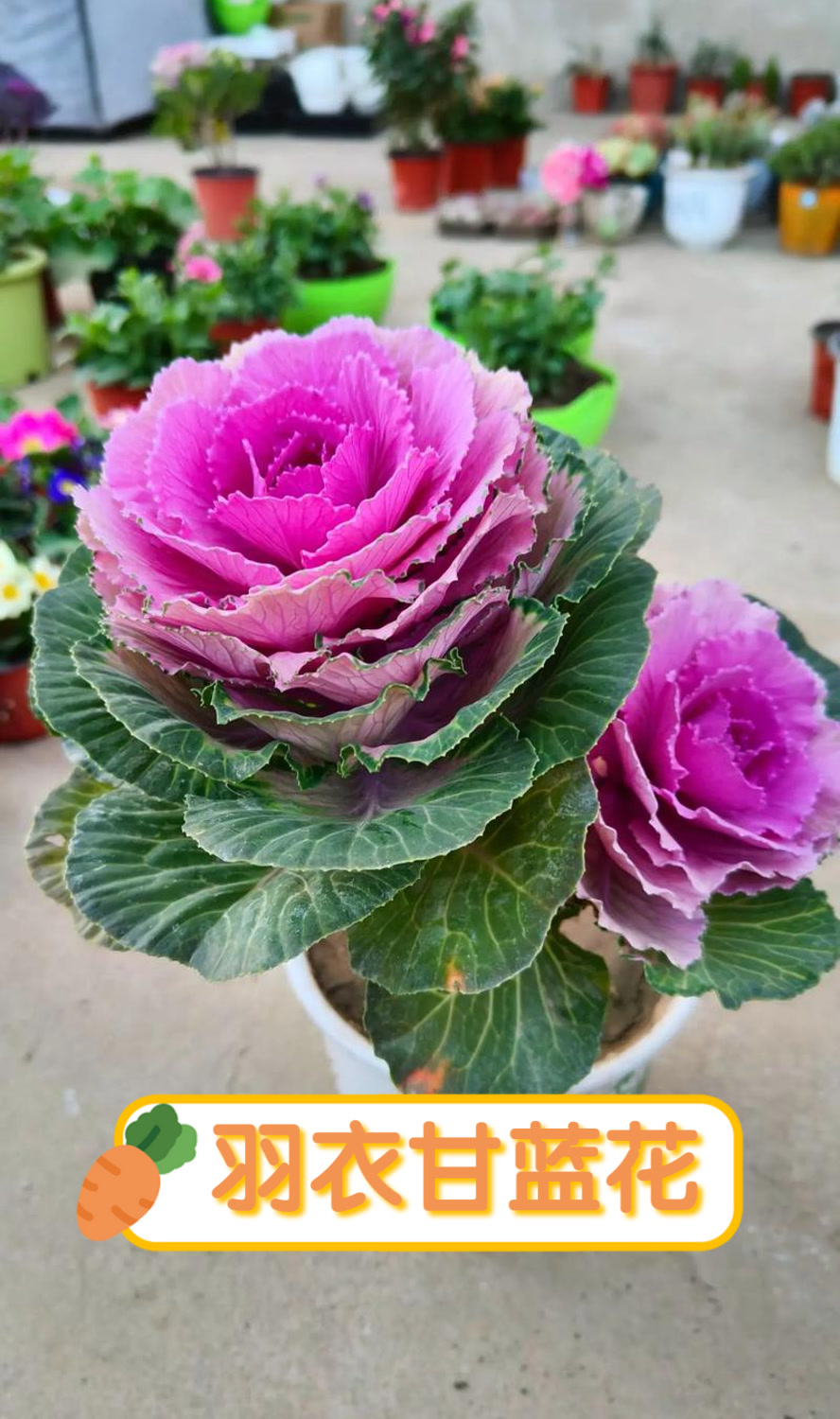 羽衣甘蓝花