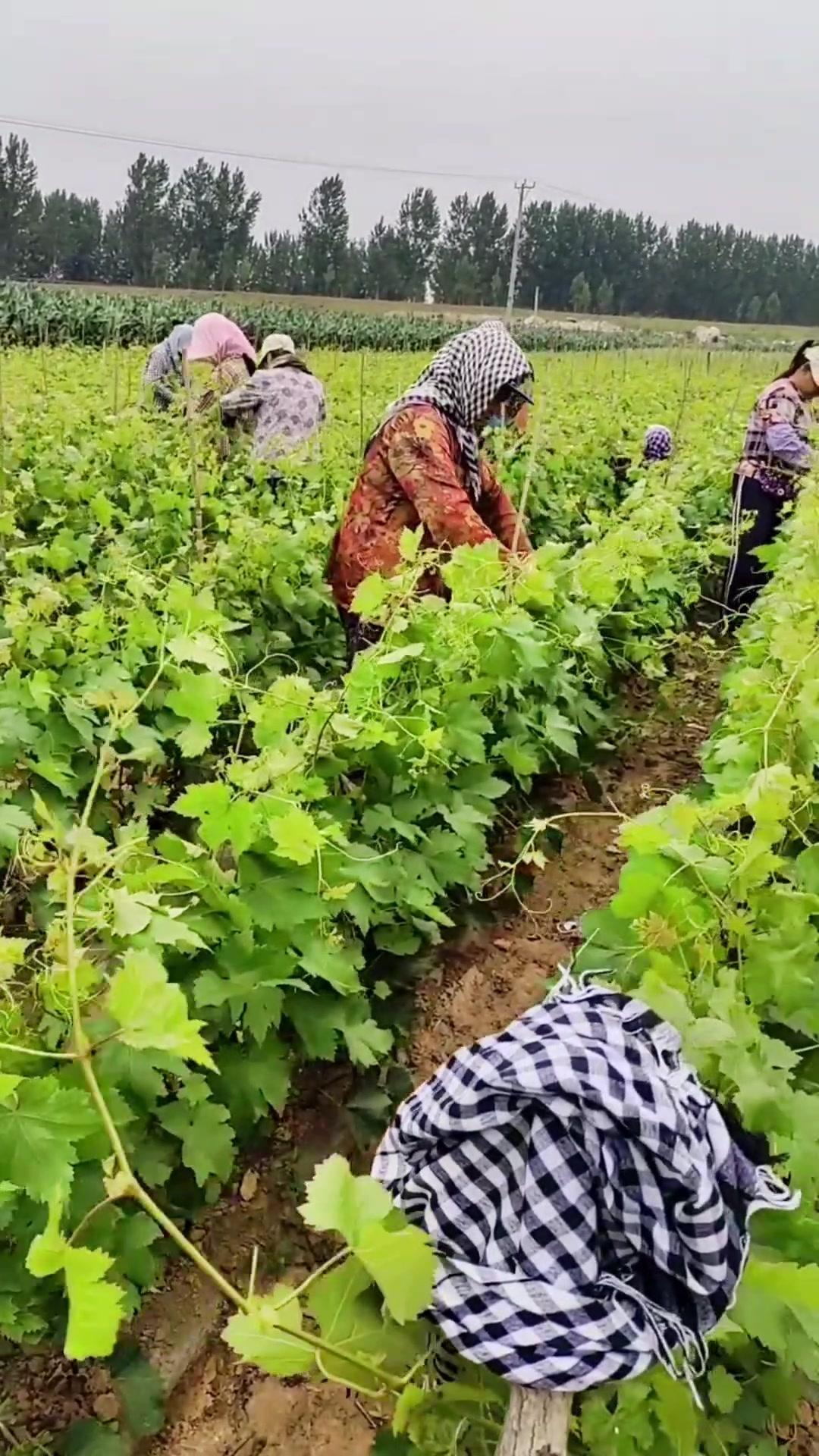 妮娜皇后葡萄种植地区图片