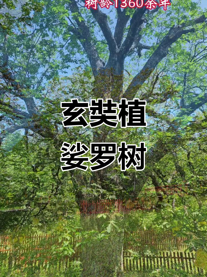 玄奘亲手种下的娑罗树,见证传奇与历史