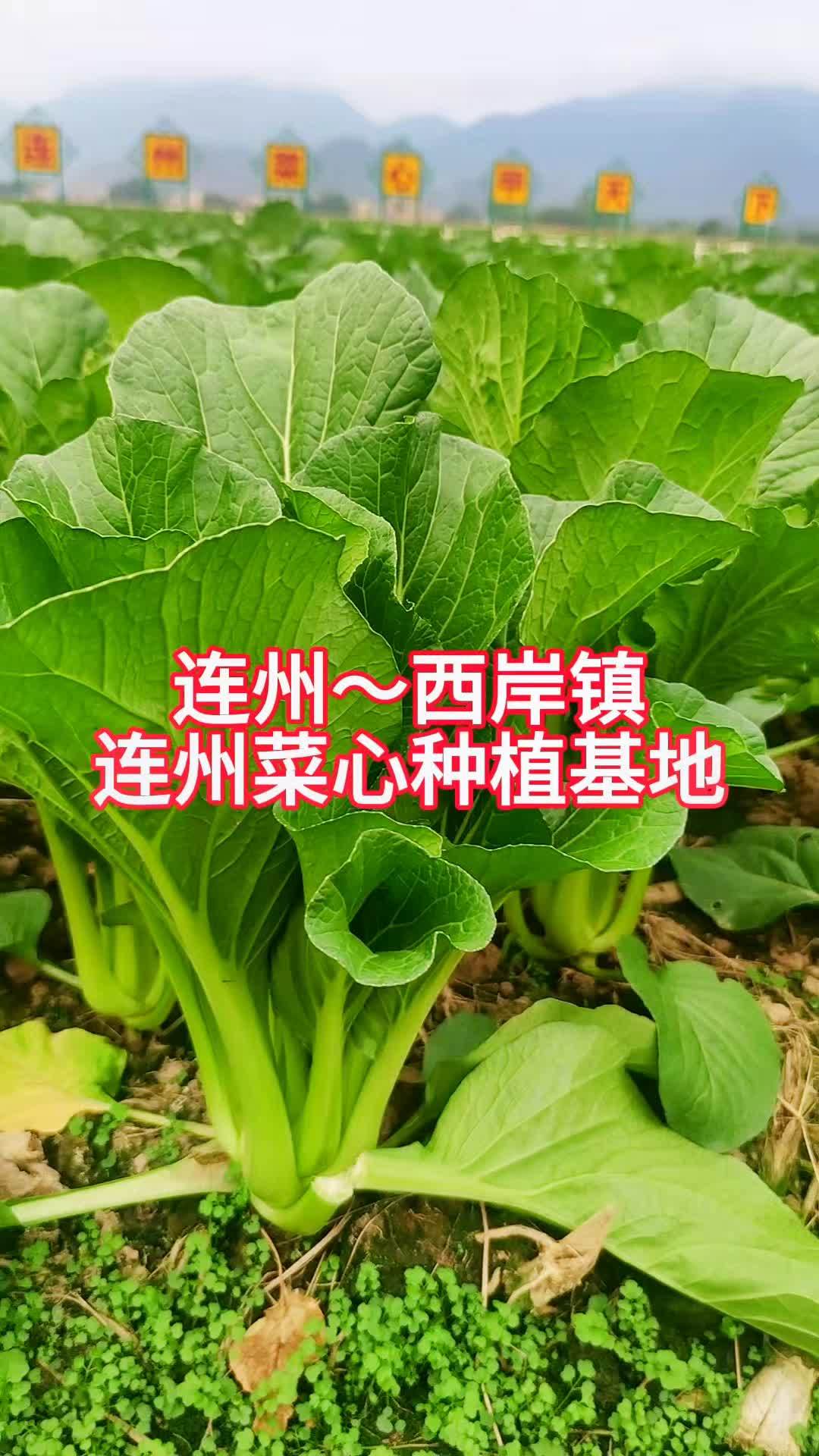 连州菜心