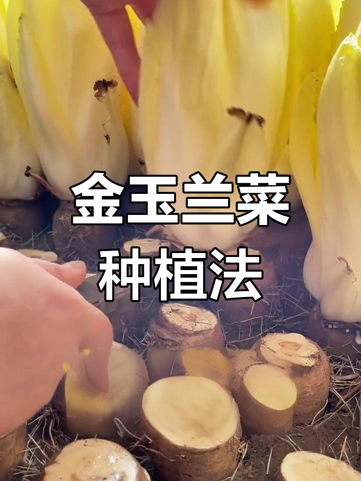 玉兰菜种植教程图片