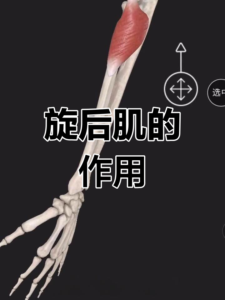 旋后肌的结构与功能解析