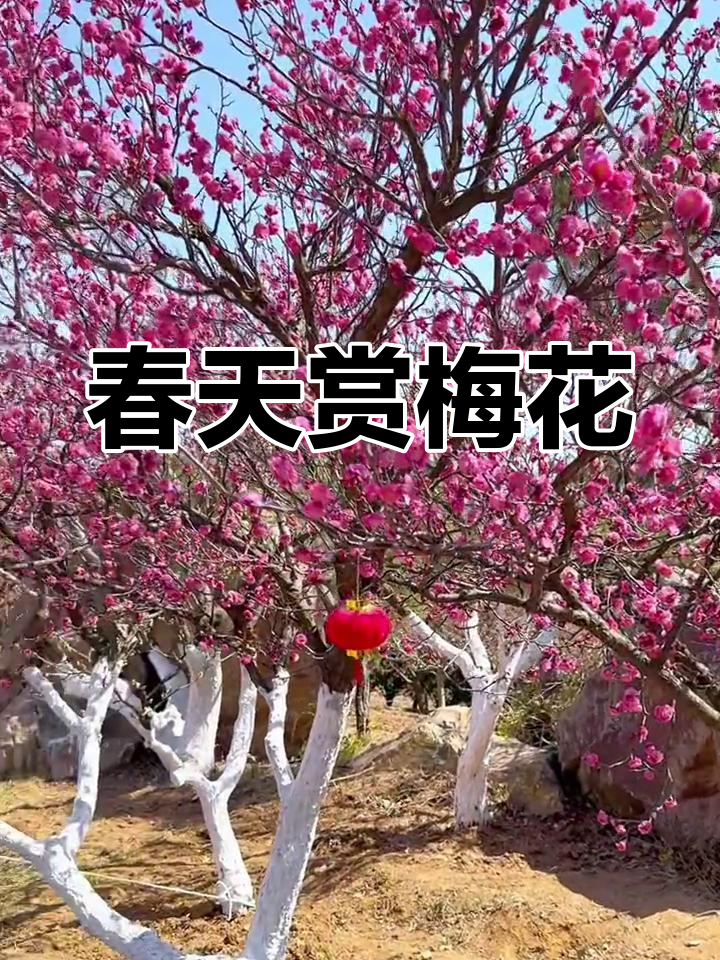 青岛十梅庵梅园盛开,春日赏花正当时