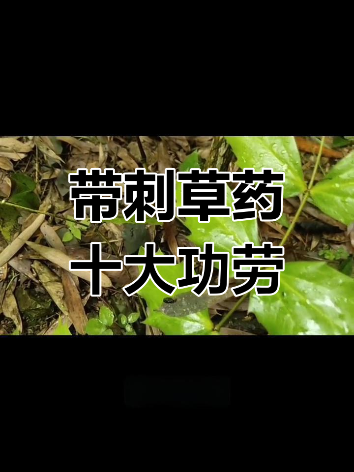刺黄连:十大功劳的独特功效