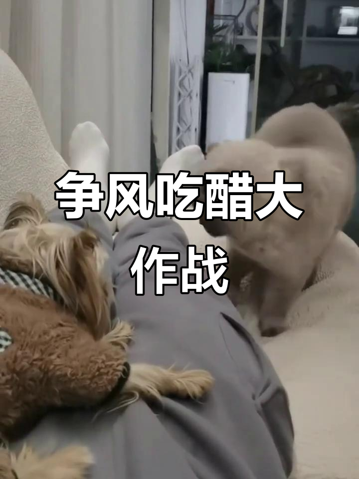 争风吃醋引发的尴尬瞬间,真是让人哭笑不得!