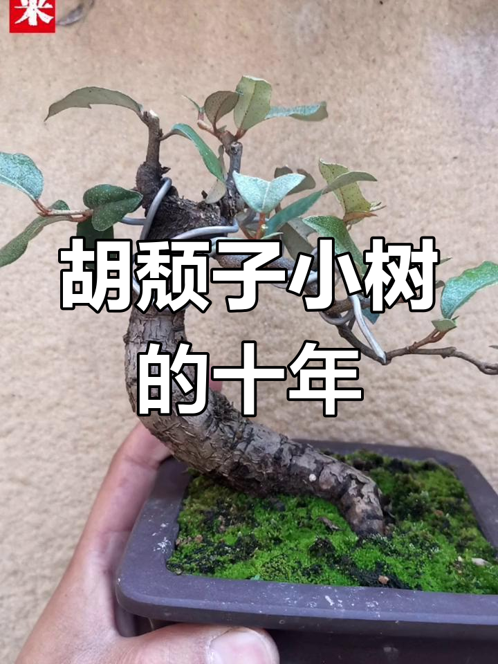 小树十年成景,胡颓子盆景的成长之路