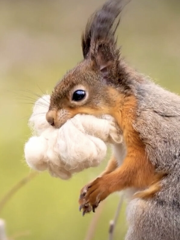 雪地松鼠叼棉花做巢穴