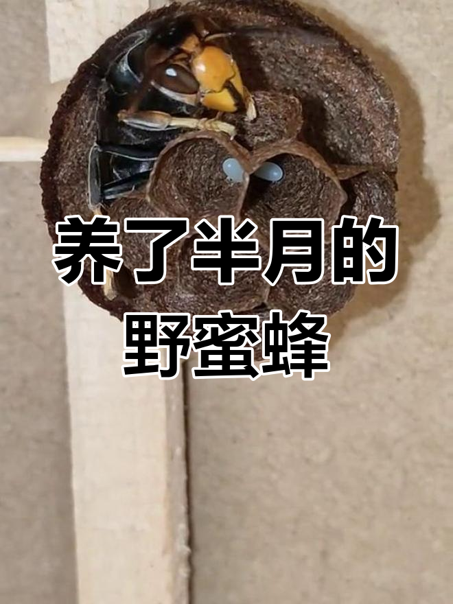 捡到野生黄脚胡蜂王,半个月后终于有希望