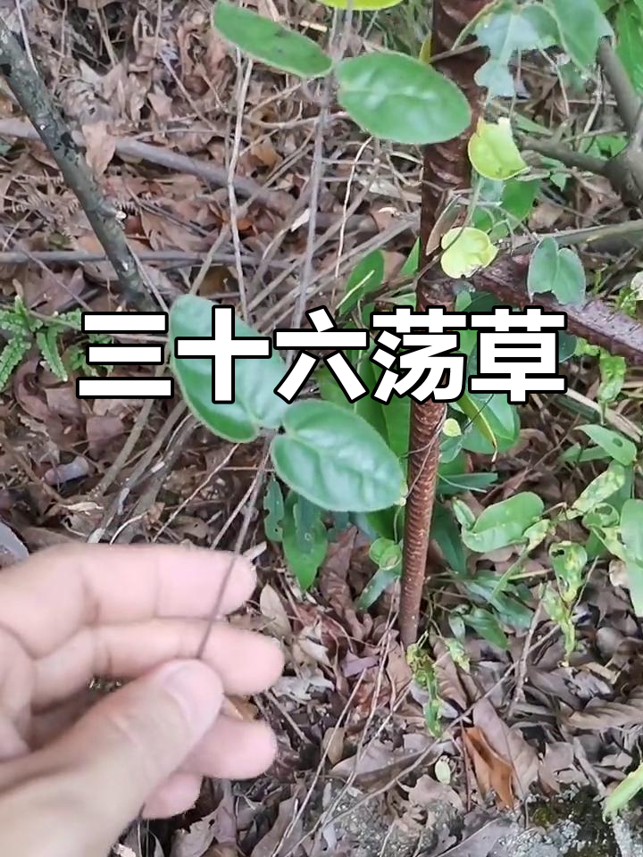 娃儿藤:三十六根的神奇草药