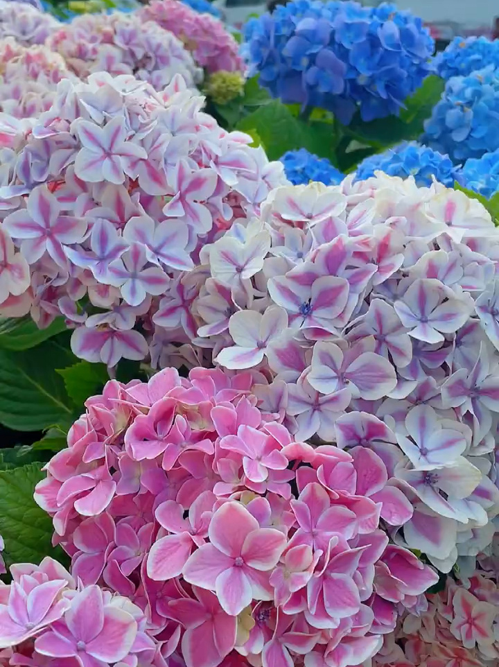 薄荷拇指—小阳台也能养的绣球花