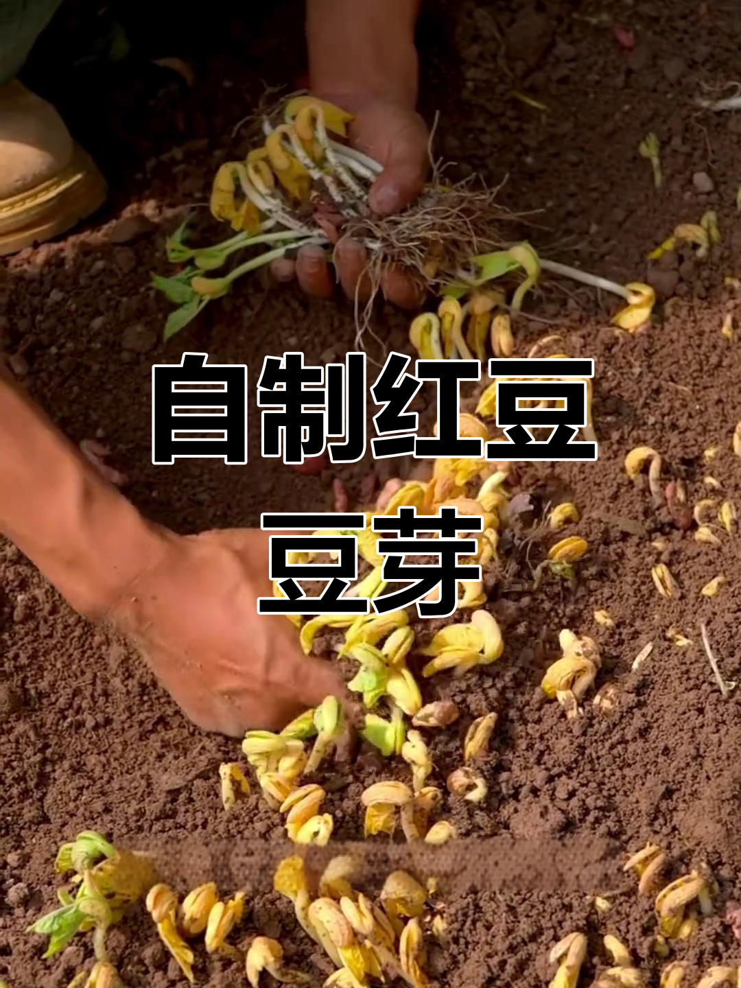 7天学会种红豆芽,简单又美味