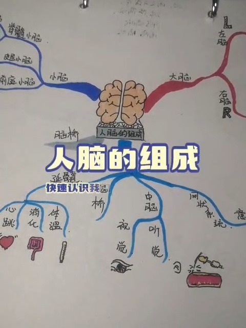手绘思维导图——大脑的组成-度小视