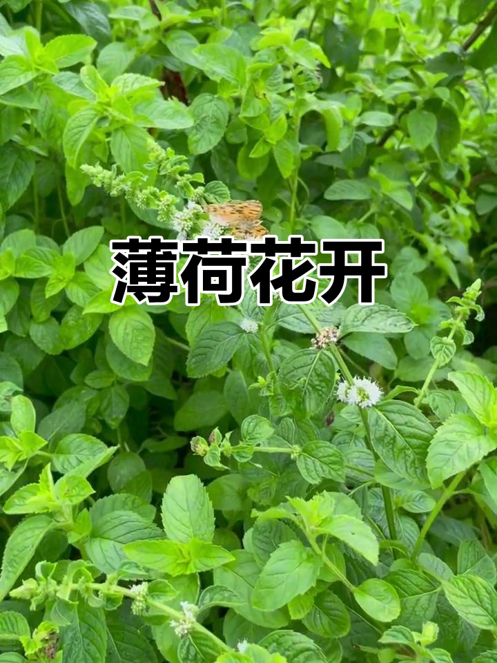 薄荷开花,竟然是这个季节!