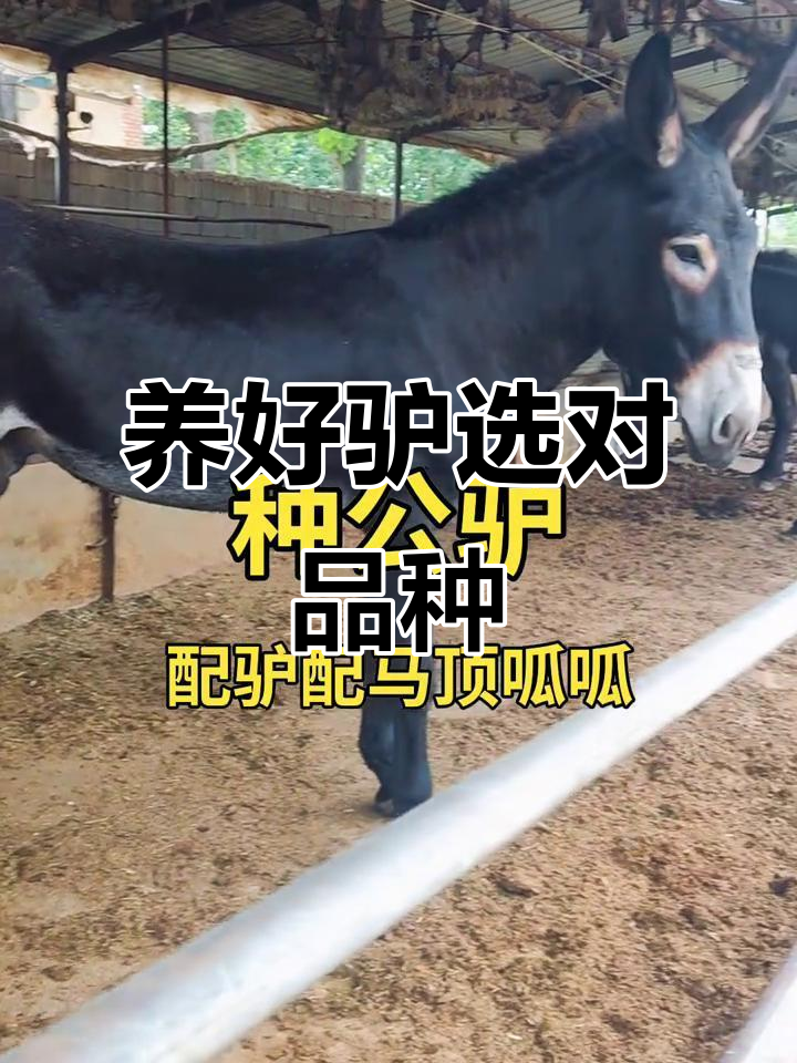 德州驴改良,体型大长势快,养殖效益翻倍