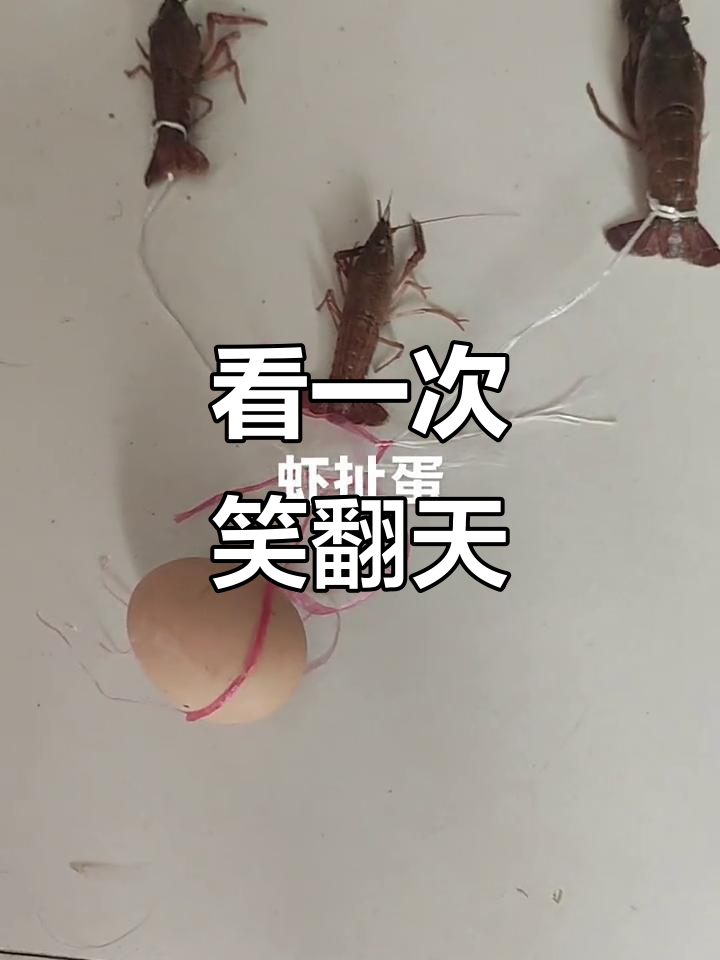 笑到不行!这才是真正的虾扯蛋,看一次笑一整天
