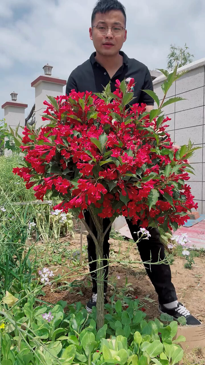 红王子锦带花树木本花卉花量大花期长耐寒抗旱品种最高可以长到3