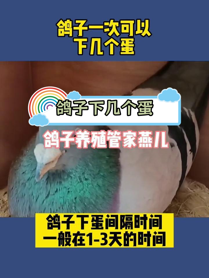 鸽子的孵化过程图片