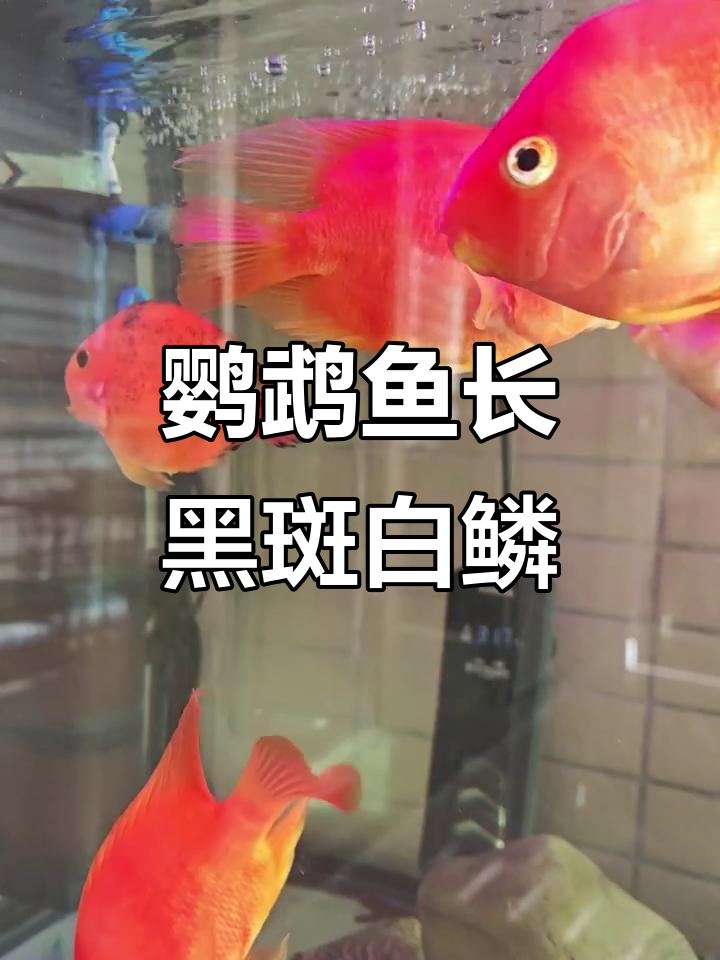鹦鹉鱼身上黑斑和白鳞,怎么办?