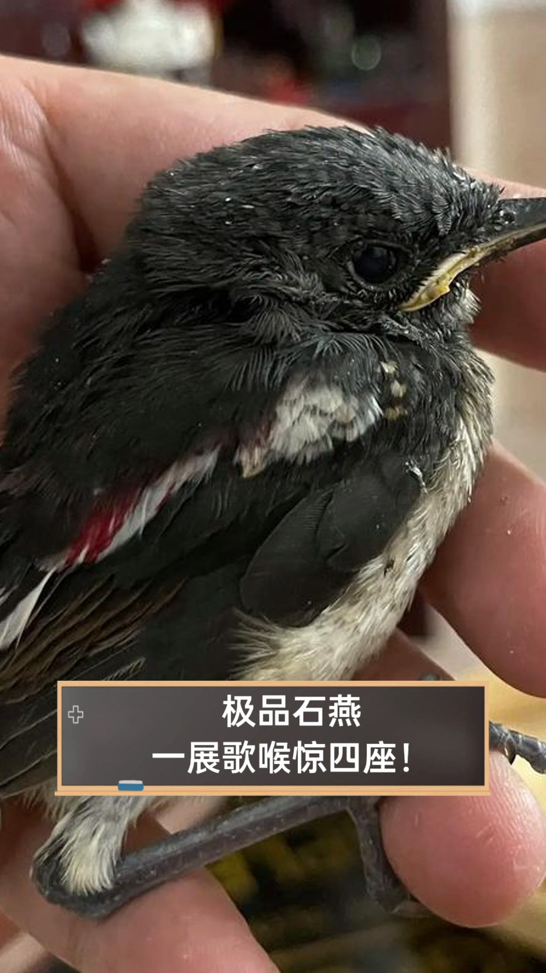 极品石燕,一展歌喉惊四座!