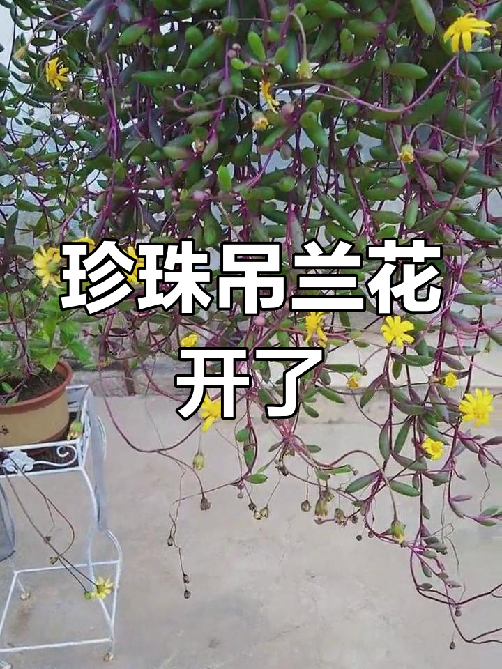 珍珠吊兰开花的样子图片