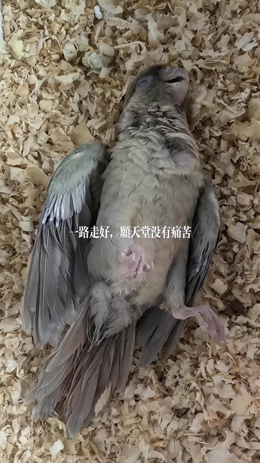 一路走好,愿天堂没有痛苦 再见了我的蓝化小太阳鹦鹉