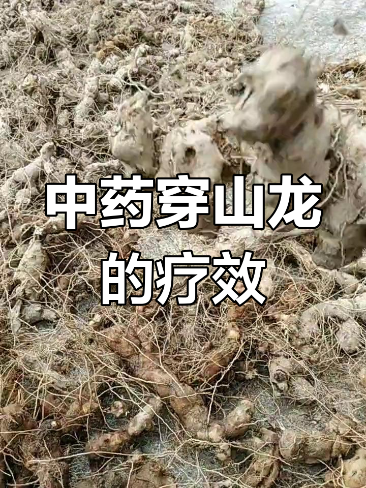 穿山龙中药的独特魅力