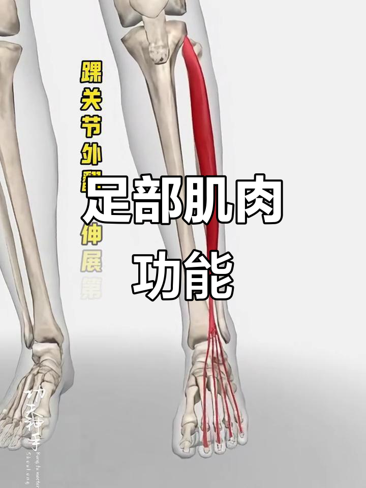 趾长伸肌连接足部,负责背屈与脚趾伸展