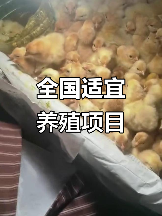 创业小项目养殖业(2021年创业养殖什么项目)