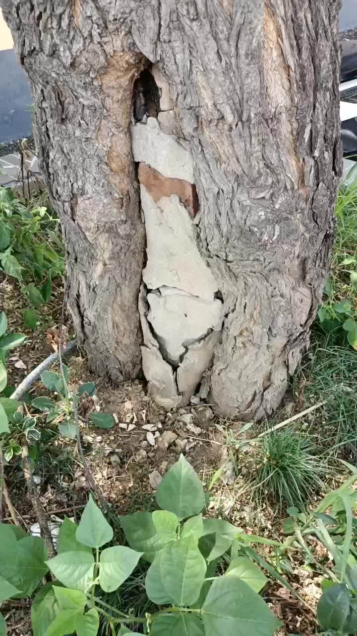 亳州城大牛市街的百年老槐树